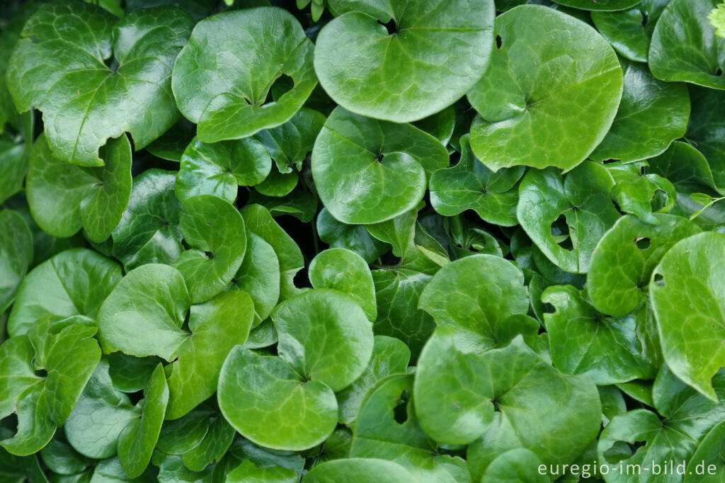 Detailansicht von Haselwurz, Asarum europaeum