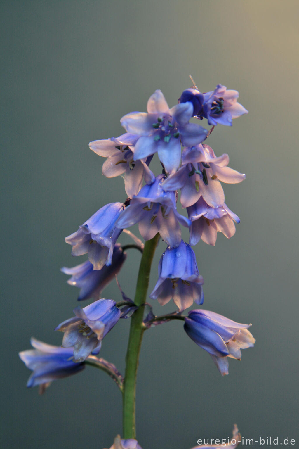 Detailansicht von Hasenglöckchen, Hyacinthoides