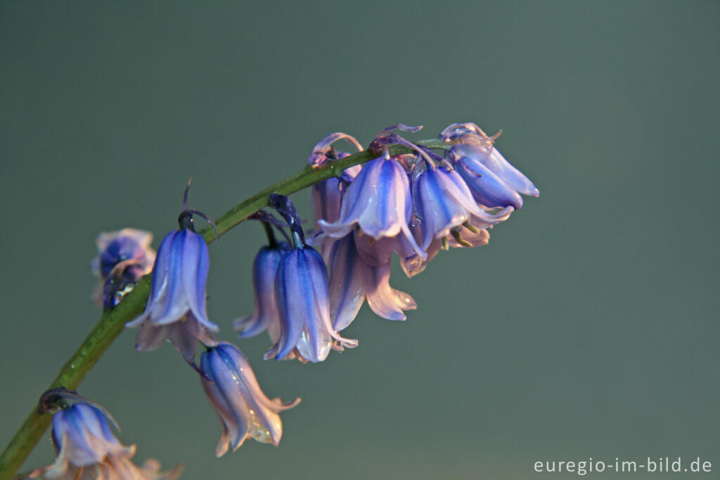 Detailansicht von Hasenglöckchen, Hyacinthoides