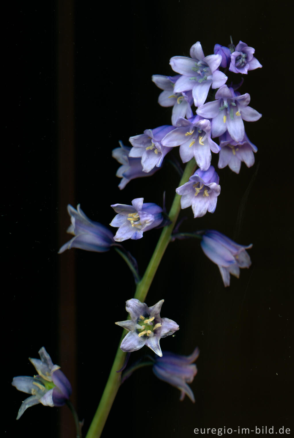 Detailansicht von Hasenglöckchen, Hyacinthoides