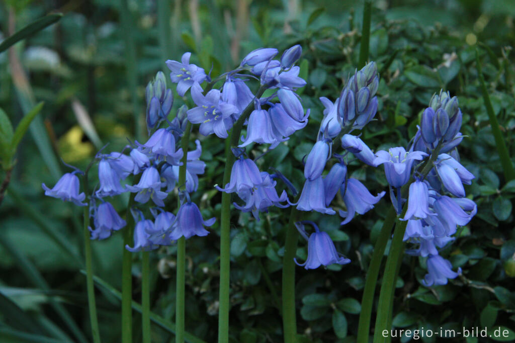 Detailansicht von Hasenglöckchen, Hyacinthoides, als Gartenblume 