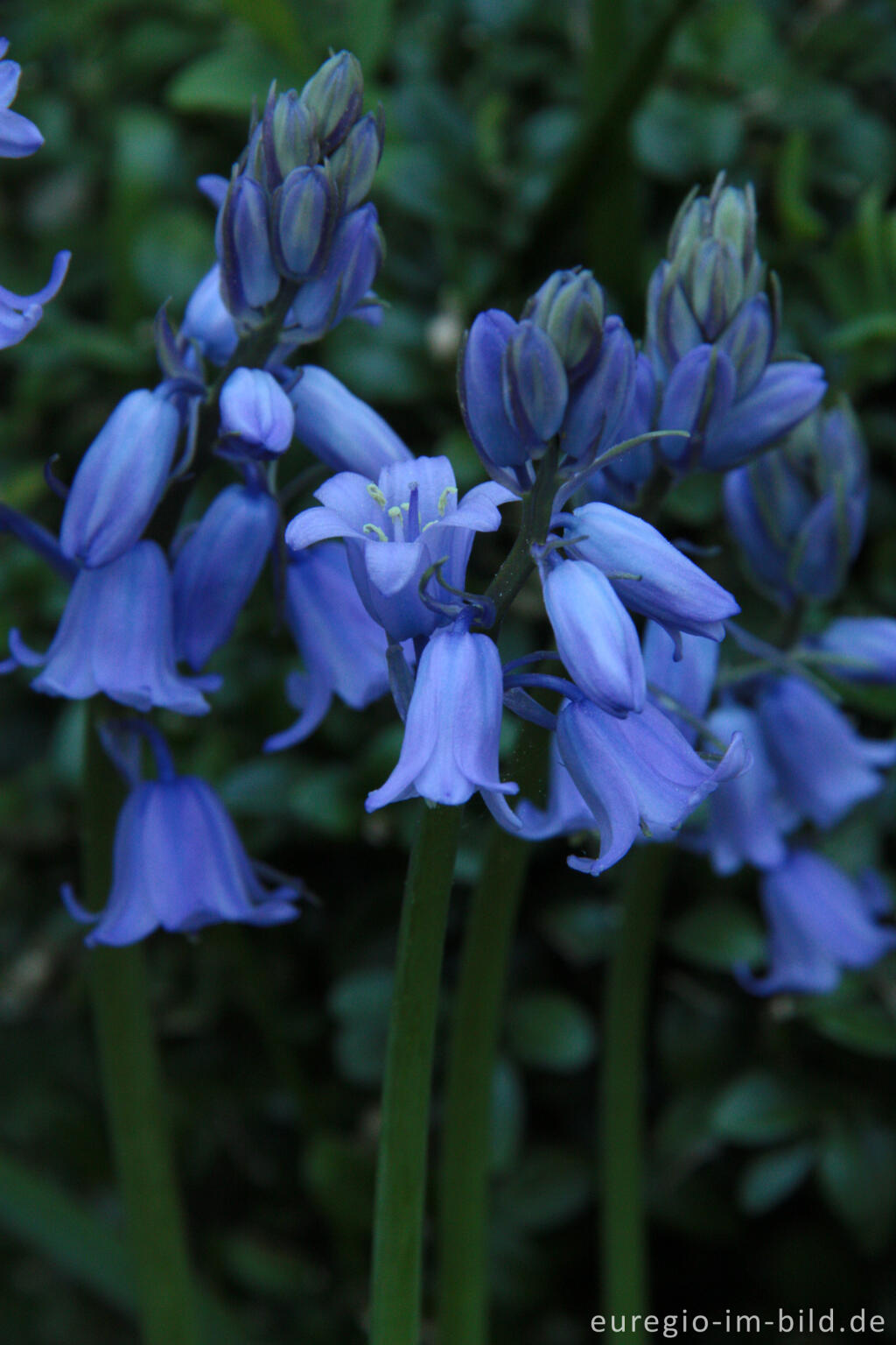 Detailansicht von Hasenglöckchen, Hyacinthoides, als Gartenblume 