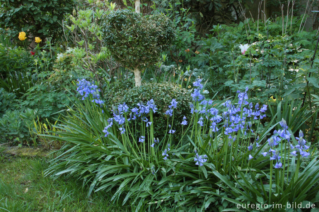 Detailansicht von Hasenglöckchen, Hyacinthoides, als Gartenblume 