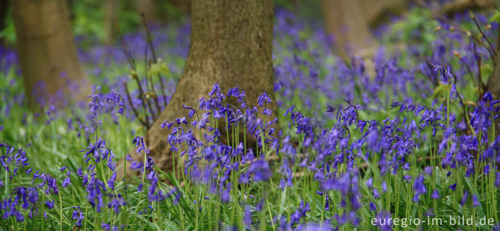 Hasenglöckchen, Hyacinthoides non-scripta, im Gillenbusch