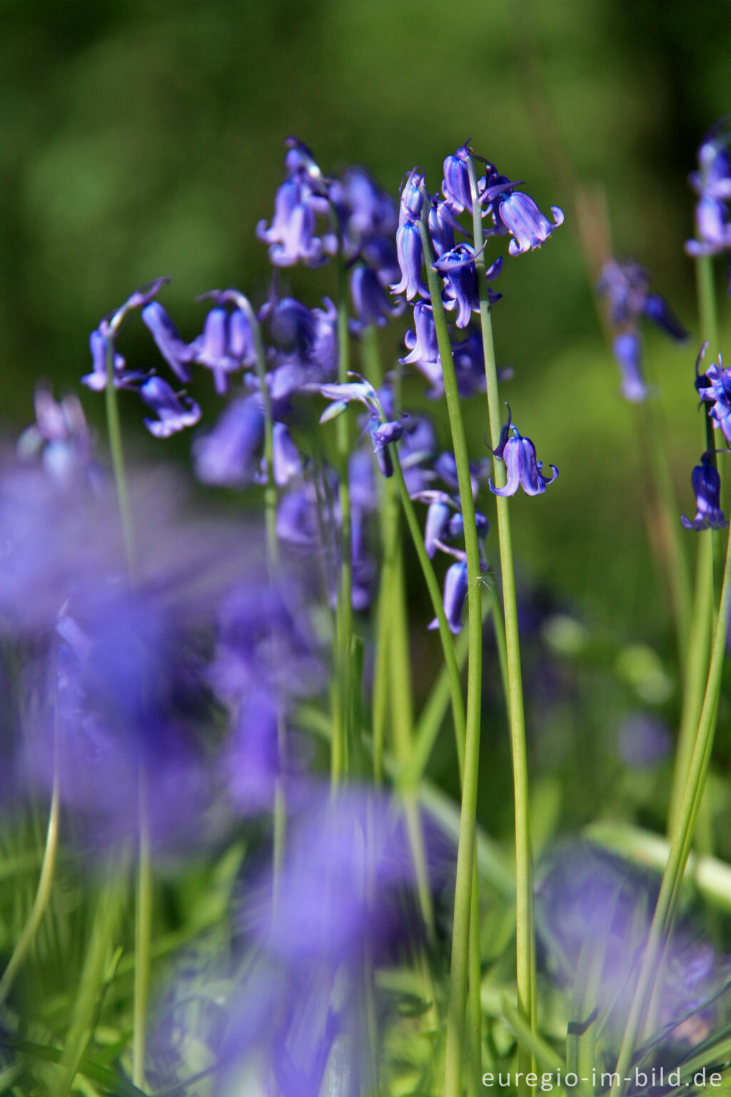 Detailansicht von Hasenglöckchen, Hyacinthoides non-scripta, im Gillenbusch