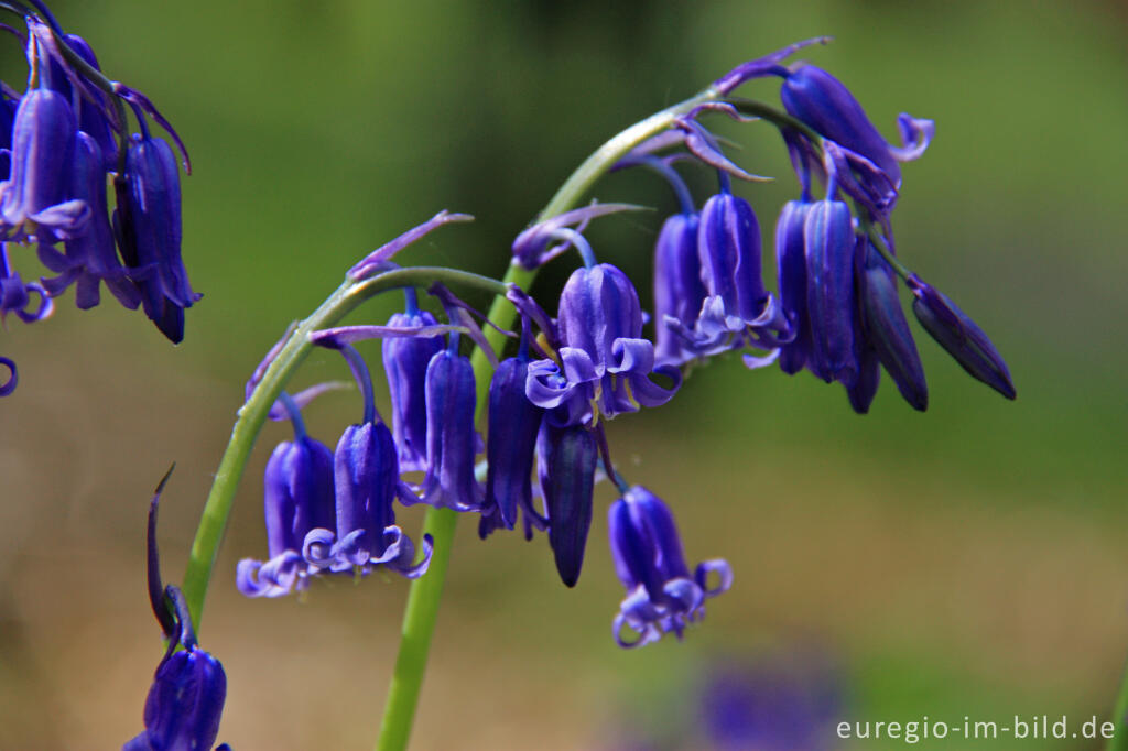 Detailansicht von Hasenglöckchen, Hyacinthoides non-scripta, im Gillenbusch