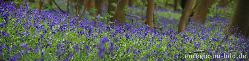 Detailansicht von Hasenglöckchen, Hyacinthoides non-scripta, im Gillenbusch