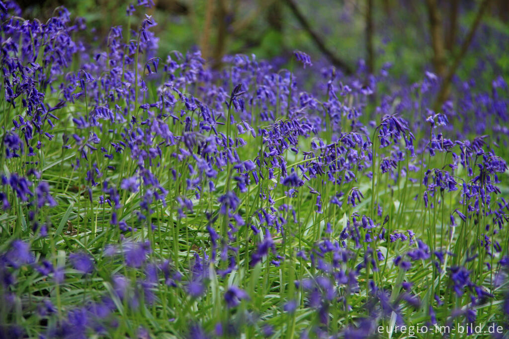 Detailansicht von Hasenglöckchen, Hyacinthoides non-scripta, im Gillenbusch