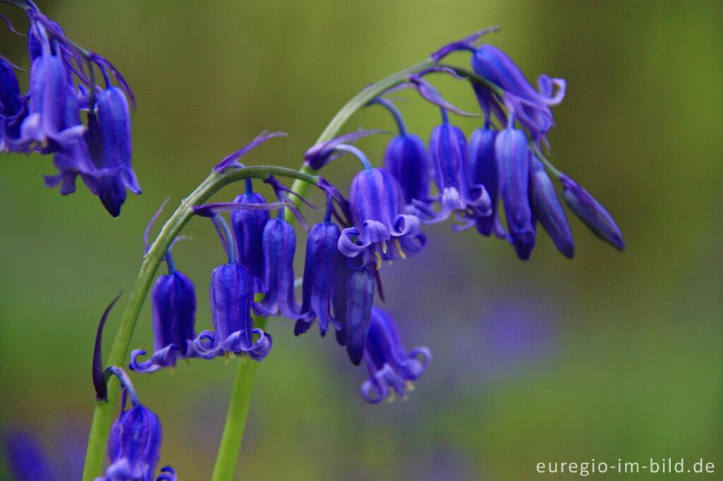 Hasenglöckchen, Hyacinthoides non-scripta, im Gillenbusch