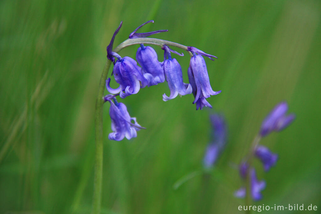 Detailansicht von Hasenglöckchen, Hyacinthoides non-scripta, im Gillenbusch