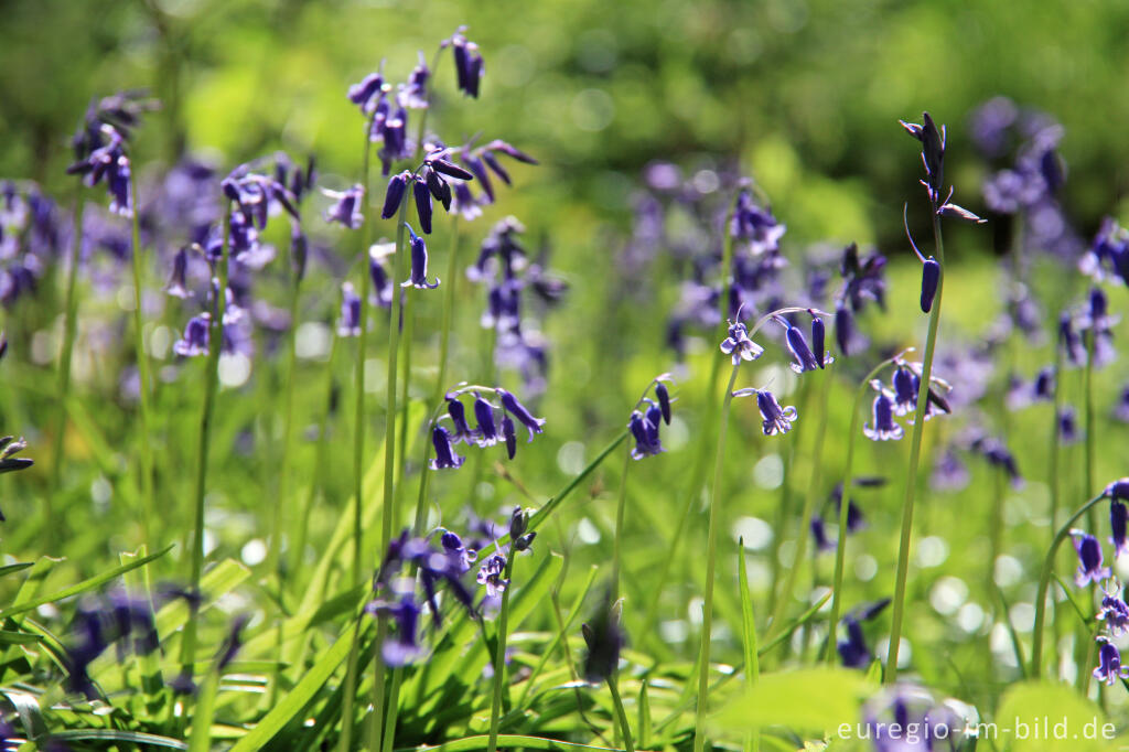 Detailansicht von Hasenglöckchen, Hyacinthoides non-scripta, im Gillenbusch