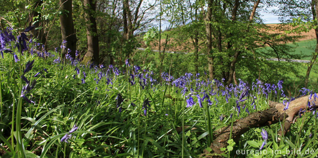 Detailansicht von Hasenglöckchen, Hyacinthoides non-scripta, im Gillenbusch