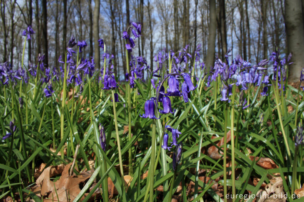 Detailansicht von Hasenglöckchen im Wald der blauen Blumen bei Doveren (Hückelhoven)