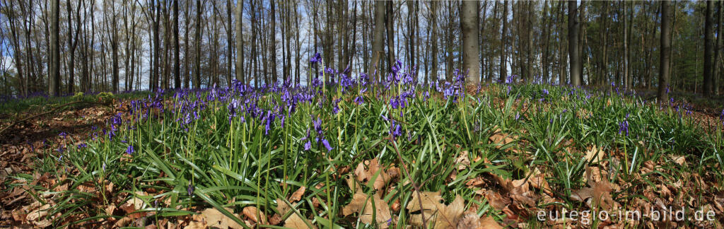 Detailansicht von Hasenglöckchen im Wald der blauen Blumen bei Doveren (Hückelhoven)