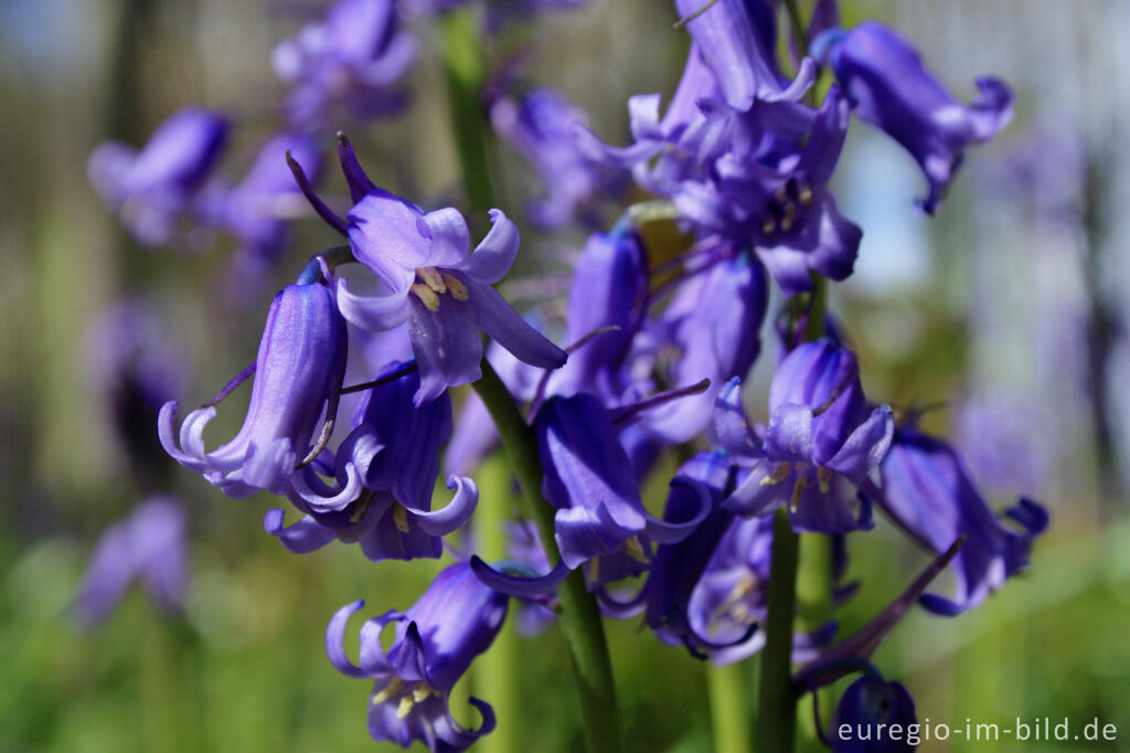 Detailansicht von Hasenglöckchen im Wald der blauen Blumen bei Doveren (Hückelhoven)