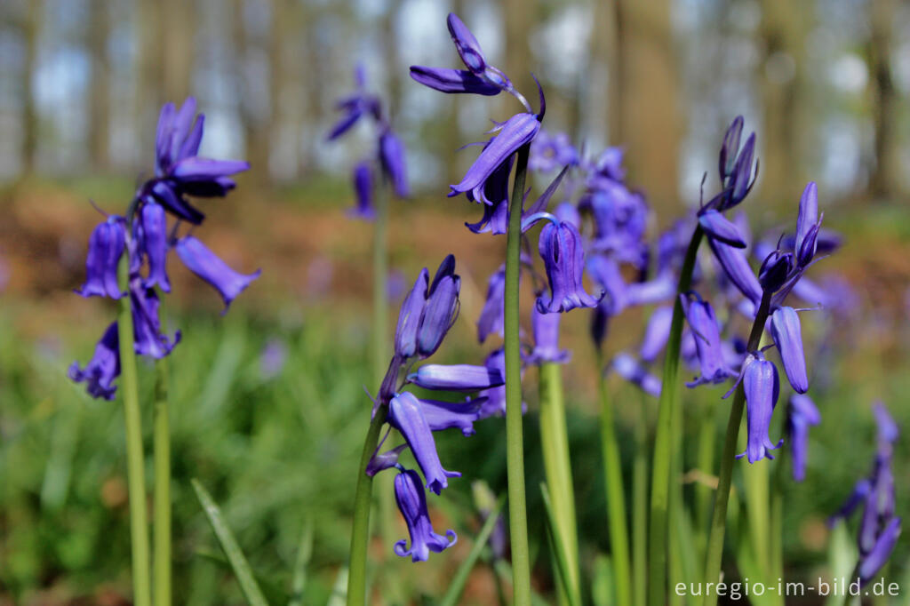 Detailansicht von Hasenglöckchen im Wald der blauen Blumen bei Doveren (Hückelhoven)