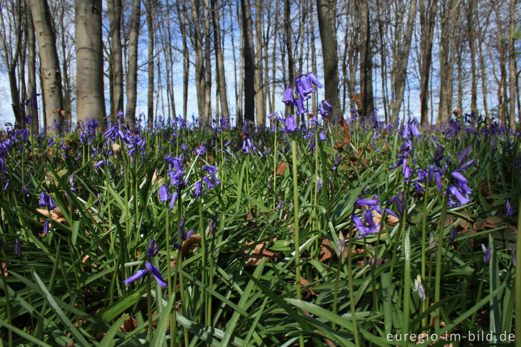 Detailansicht von Hasenglöckchen im Wald der blauen Blumen bei Doveren (Hückelhoven)