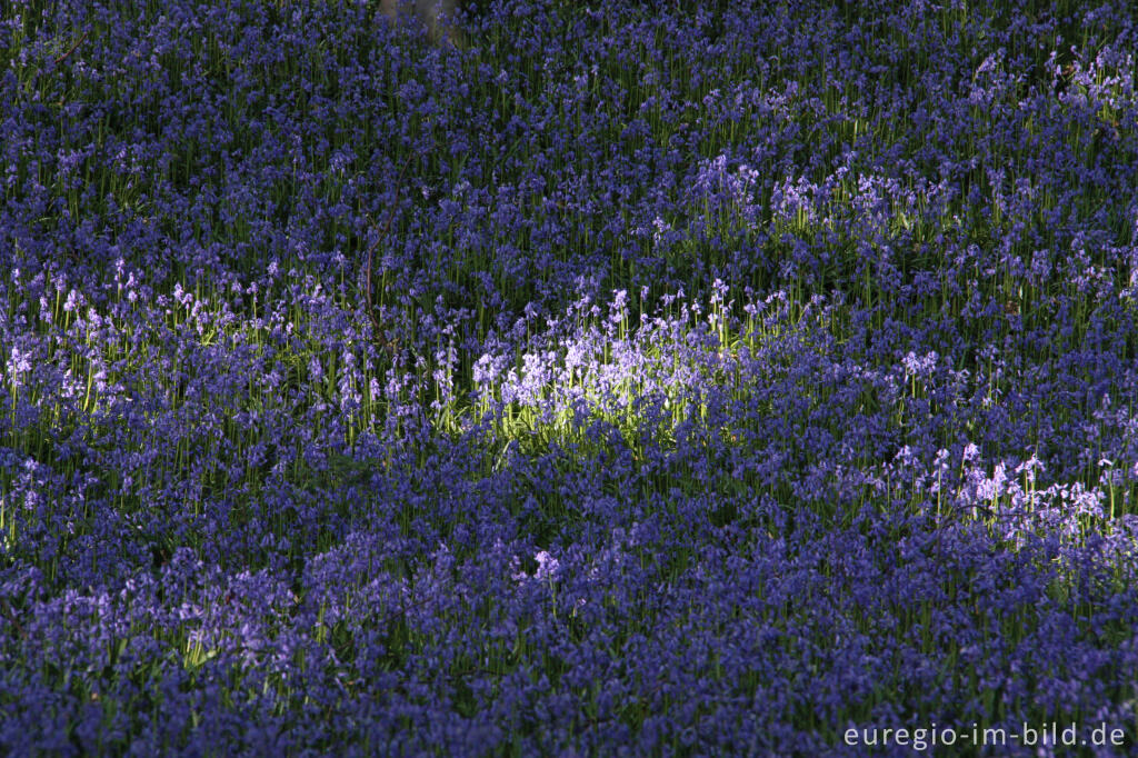 Detailansicht von  Hasenglöckchen im "Wald der blauen Blumen" bei Hückelhoven-Doveren