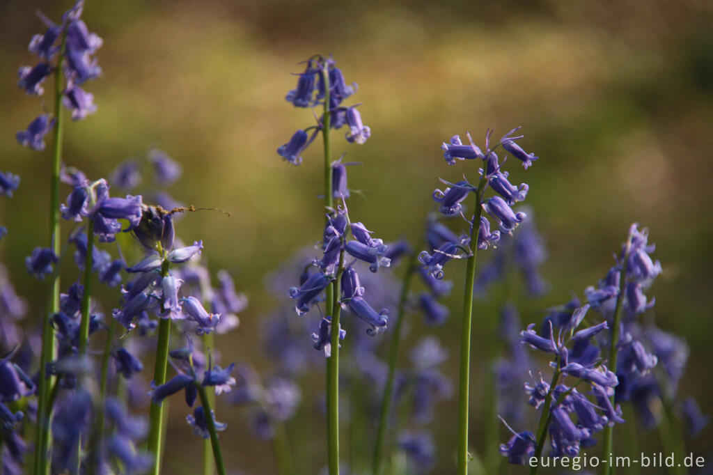 Detailansicht von  Hasenglöckchen im "Wald der blauen Blumen" bei Hückelhoven-Doveren