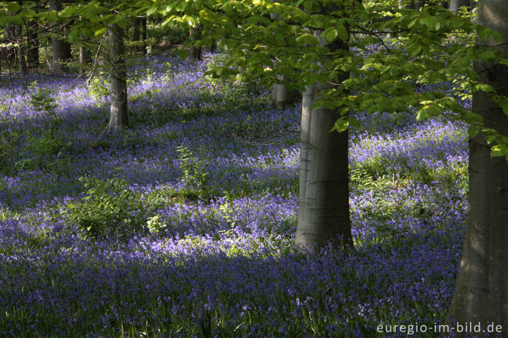 Detailansicht von  Hasenglöckchen im "Wald der blauen Blumen" bei Hückelhoven-Doveren