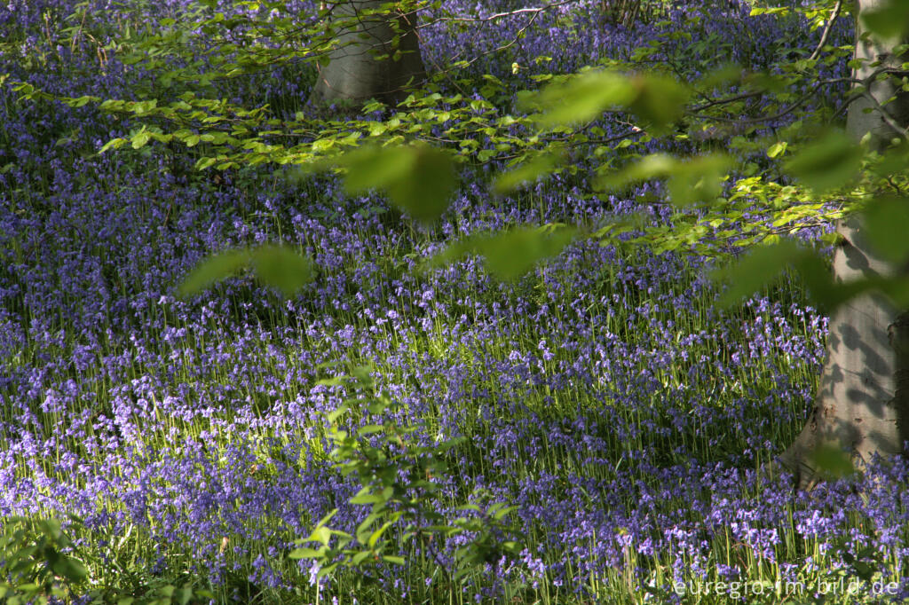 Detailansicht von  Hasenglöckchen im "Wald der blauen Blumen" bei Hückelhoven-Doveren