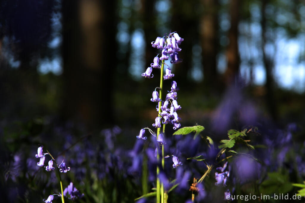 Detailansicht von  Hasenglöckchen im "Wald der blauen Blumen" bei Hückelhoven-Doveren