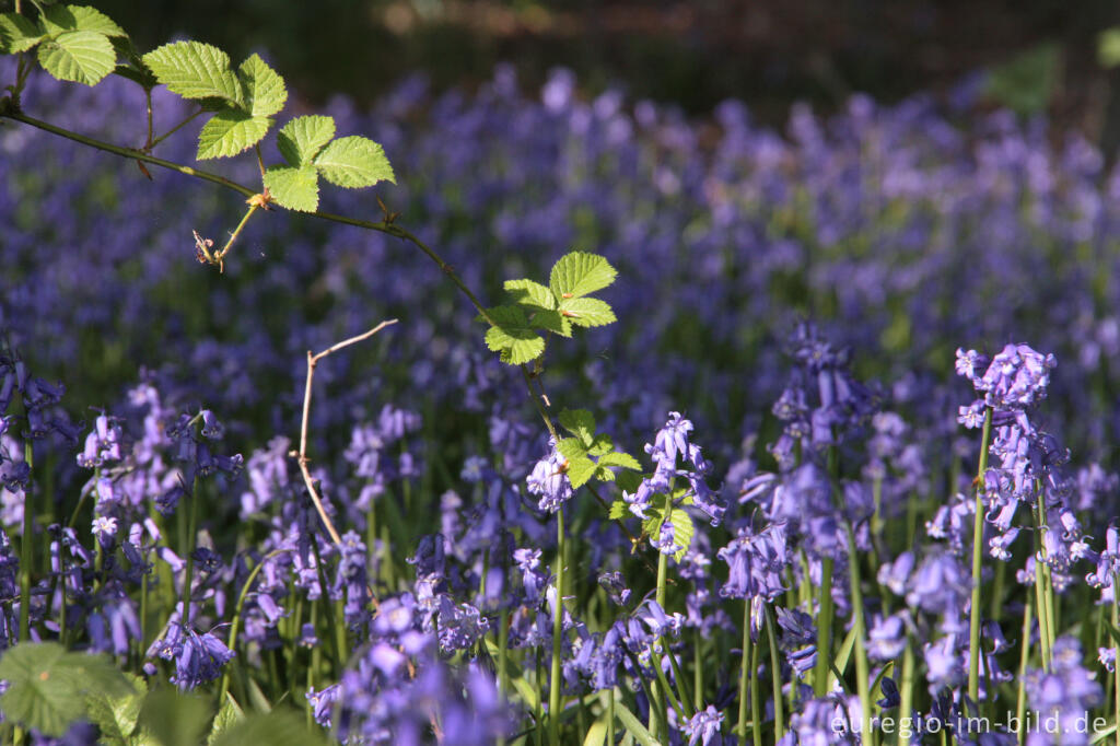 Detailansicht von  Hasenglöckchen im "Wald der blauen Blumen" bei Hückelhoven-Doveren