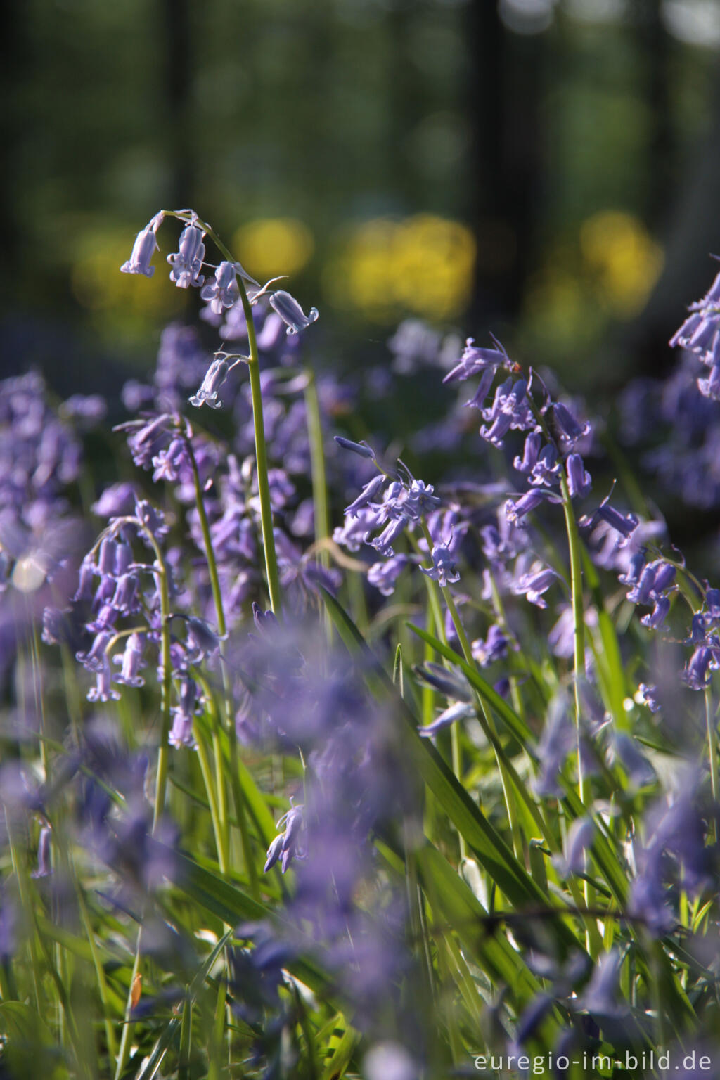 Detailansicht von  Hasenglöckchen im "Wald der blauen Blumen" bei Hückelhoven-Doveren