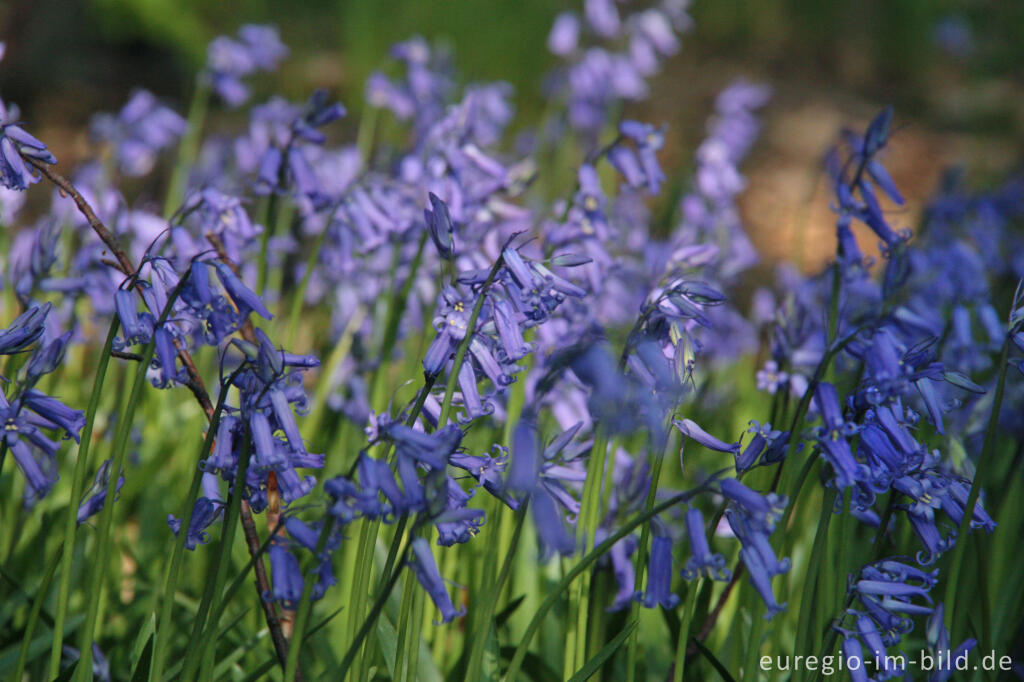 Detailansicht von  Hasenglöckchen im "Wald der blauen Blumen" bei Hückelhoven-Doveren