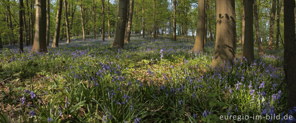 Detailansicht von  Hasenglöckchen im "Wald der blauen Blumen" bei Hückelhoven-Doveren