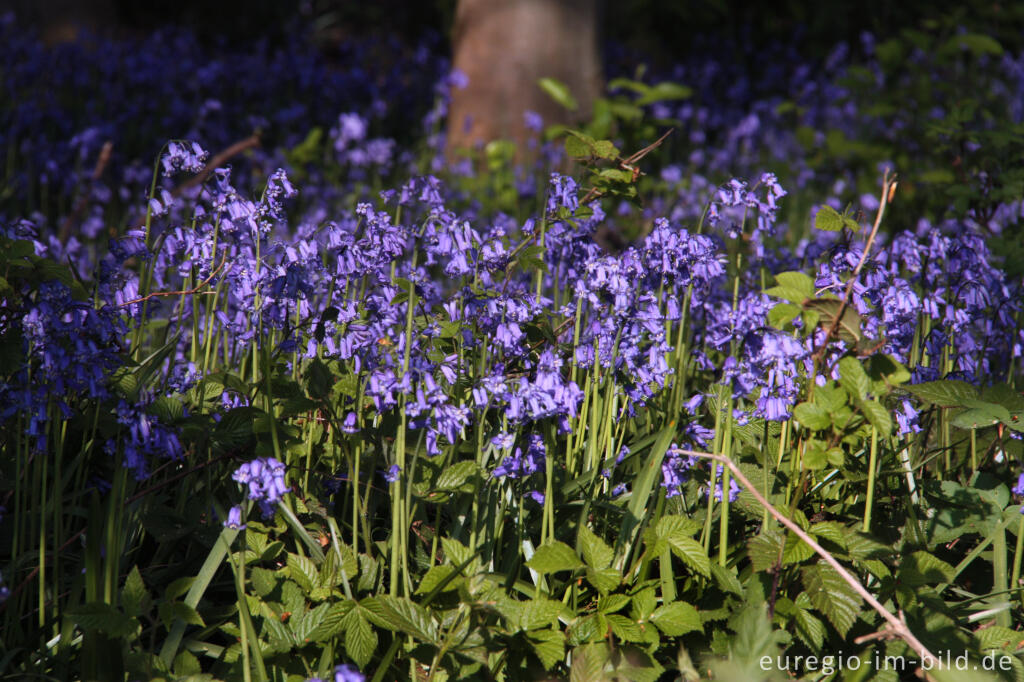 Detailansicht von  Hasenglöckchen im "Wald der blauen Blumen" bei Hückelhoven-Doveren