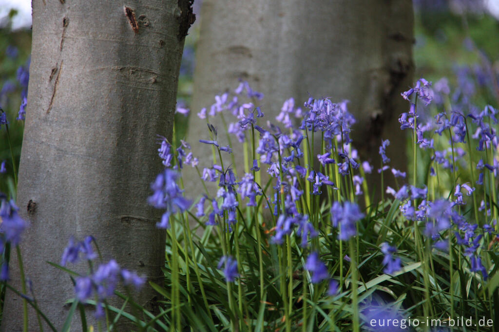 Detailansicht von  Hasenglöckchen im "Wald der blauen Blumen" bei Hückelhoven-Doveren