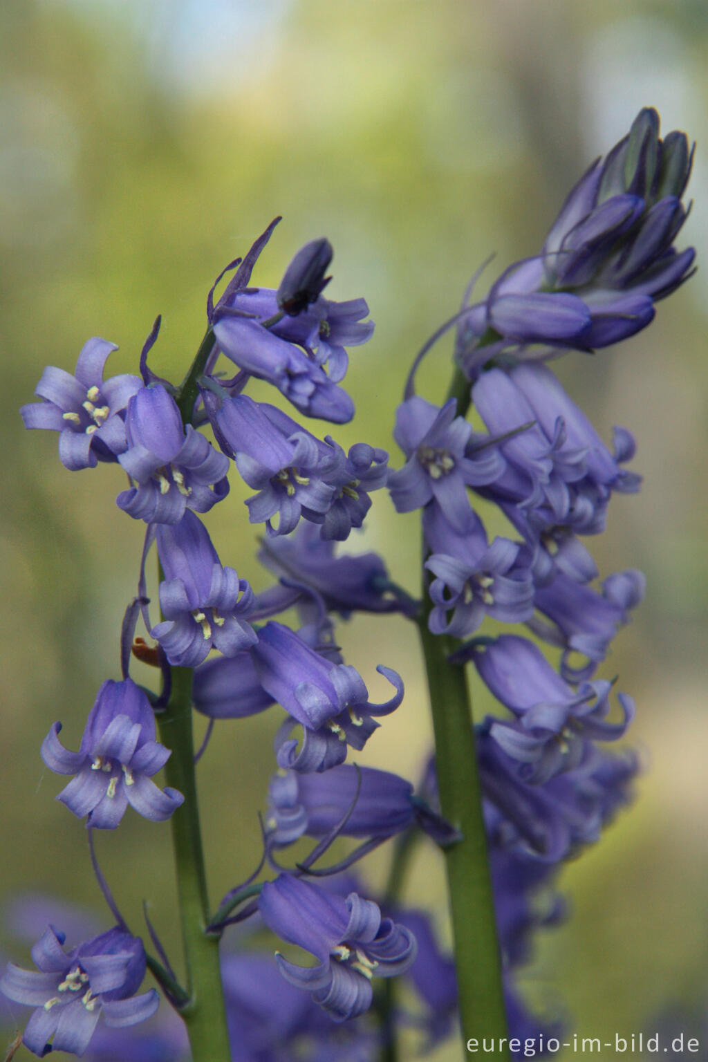 Detailansicht von  Hasenglöckchen im "Wald der blauen Blumen" bei Hückelhoven-Doveren