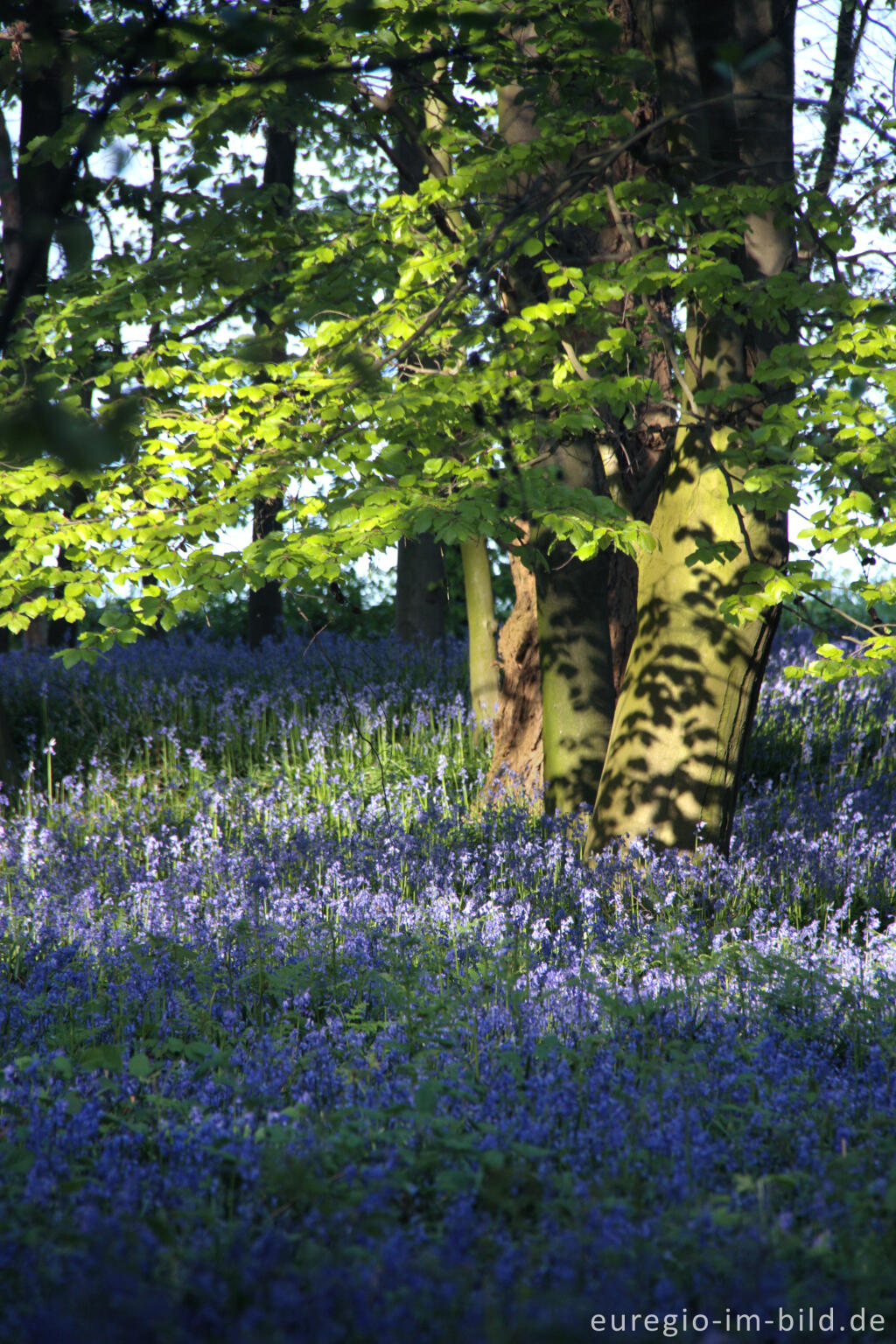 Detailansicht von  Hasenglöckchen im "Wald der blauen Blumen" bei Hückelhoven-Doveren