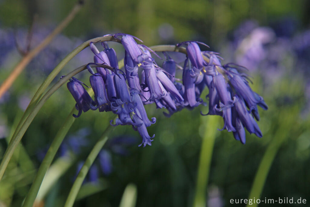  Hasenglöckchen im "Wald der blauen Blumen" bei Hückelhoven-Doveren