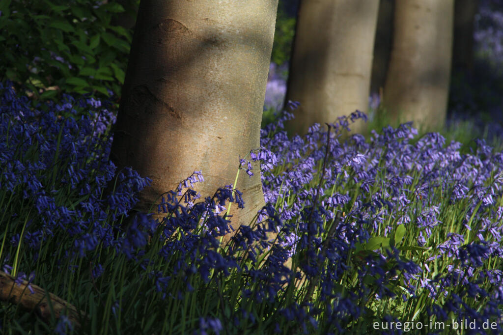 Detailansicht von  Hasenglöckchen im "Wald der blauen Blumen" bei Hückelhoven-Doveren