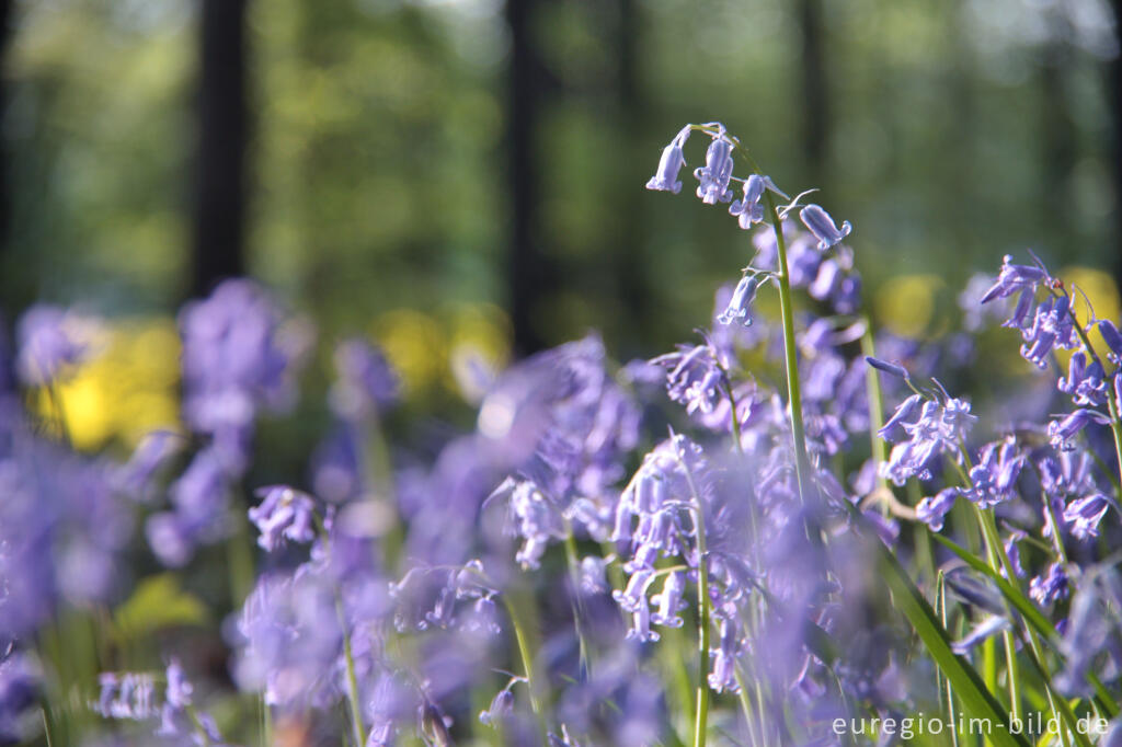 Detailansicht von  Hasenglöckchen im "Wald der blauen Blumen" bei Hückelhoven-Doveren