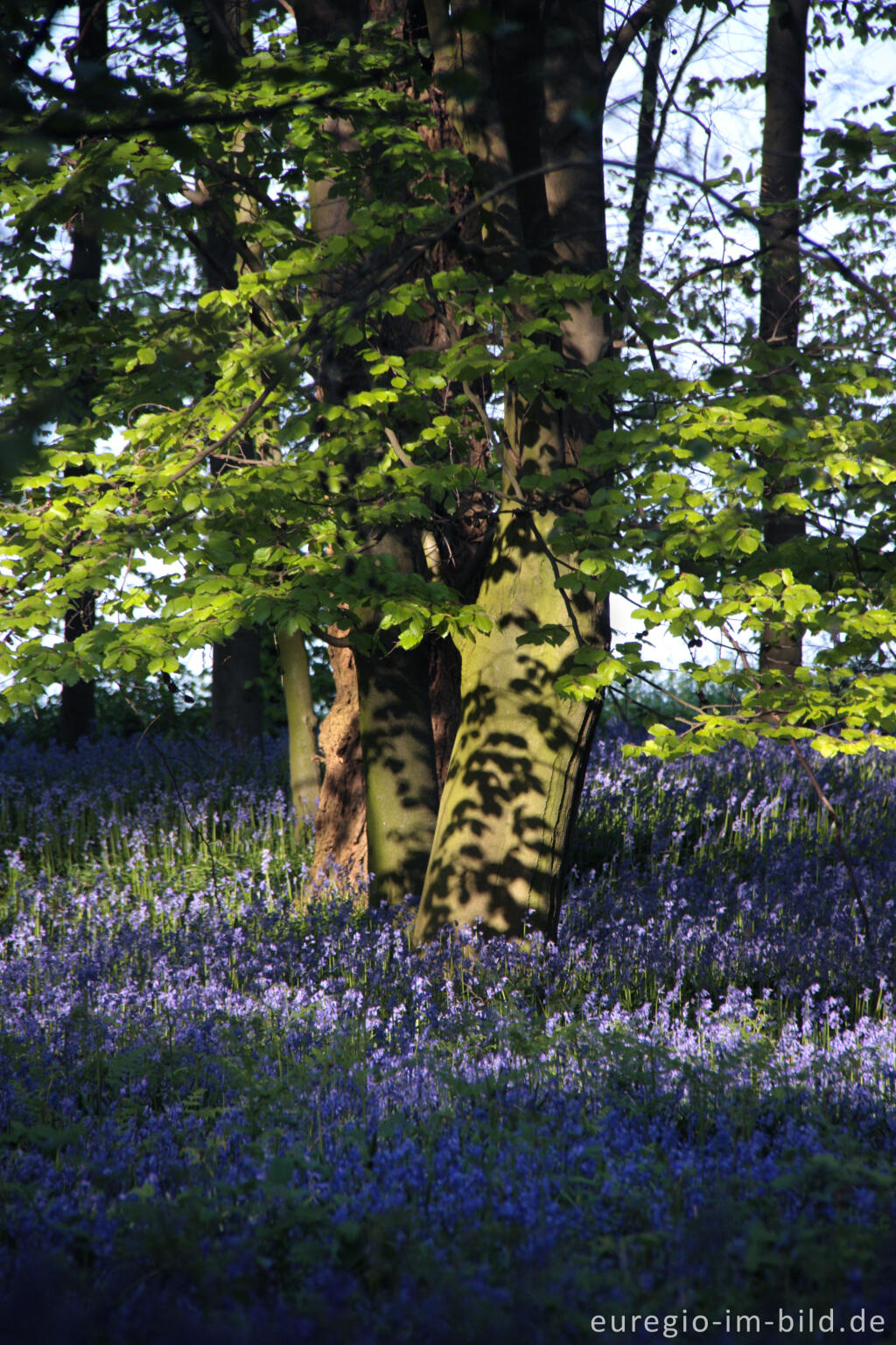 Detailansicht von  Hasenglöckchen im "Wald der blauen Blumen" bei Hückelhoven-Doveren