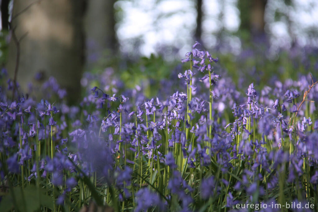 Detailansicht von  Hasenglöckchen im "Wald der blauen Blumen" bei Hückelhoven-Doveren