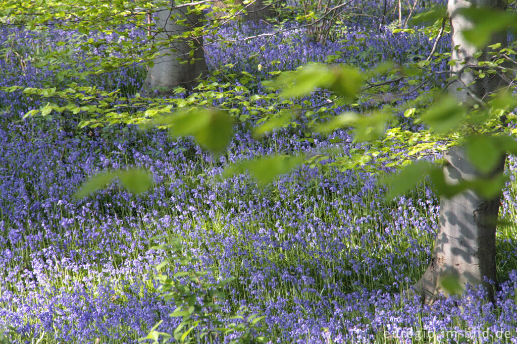 Detailansicht von  Hasenglöckchen im "Wald der blauen Blumen" bei Hückelhoven-Doveren