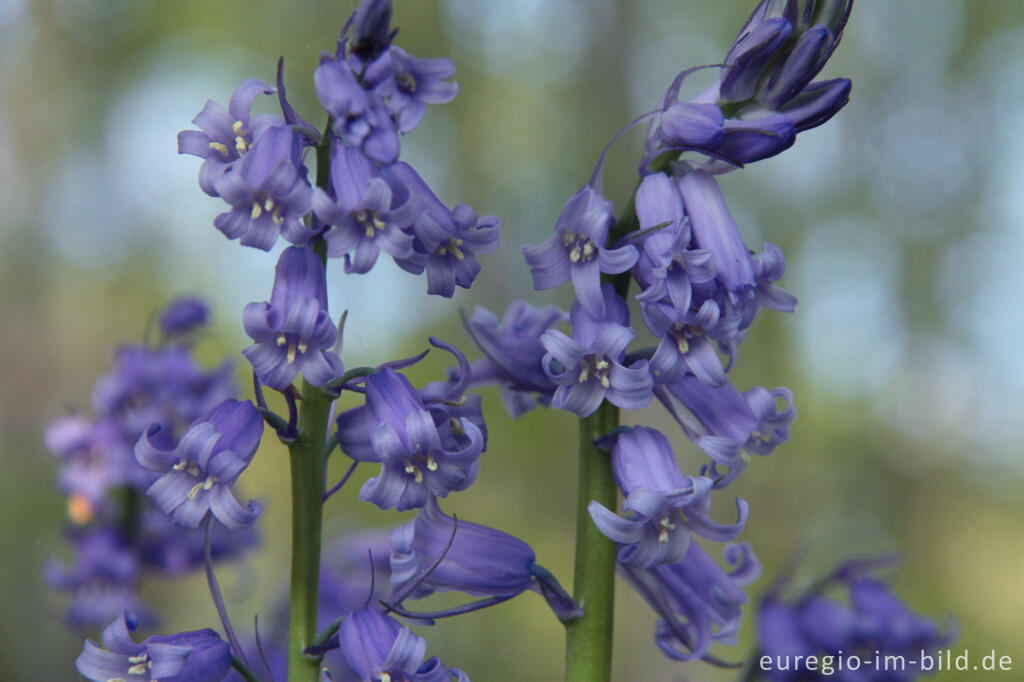 Detailansicht von  Hasenglöckchen im "Wald der blauen Blumen" bei Hückelhoven-Doveren