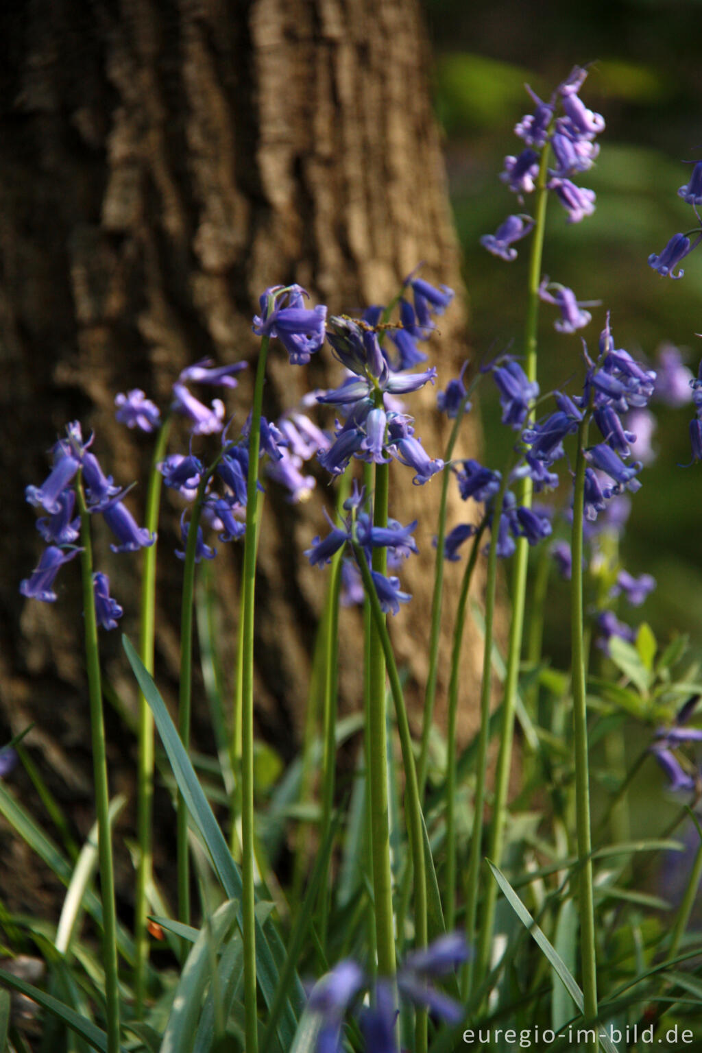 Detailansicht von  Hasenglöckchen im "Wald der blauen Blumen" bei Hückelhoven-Doveren