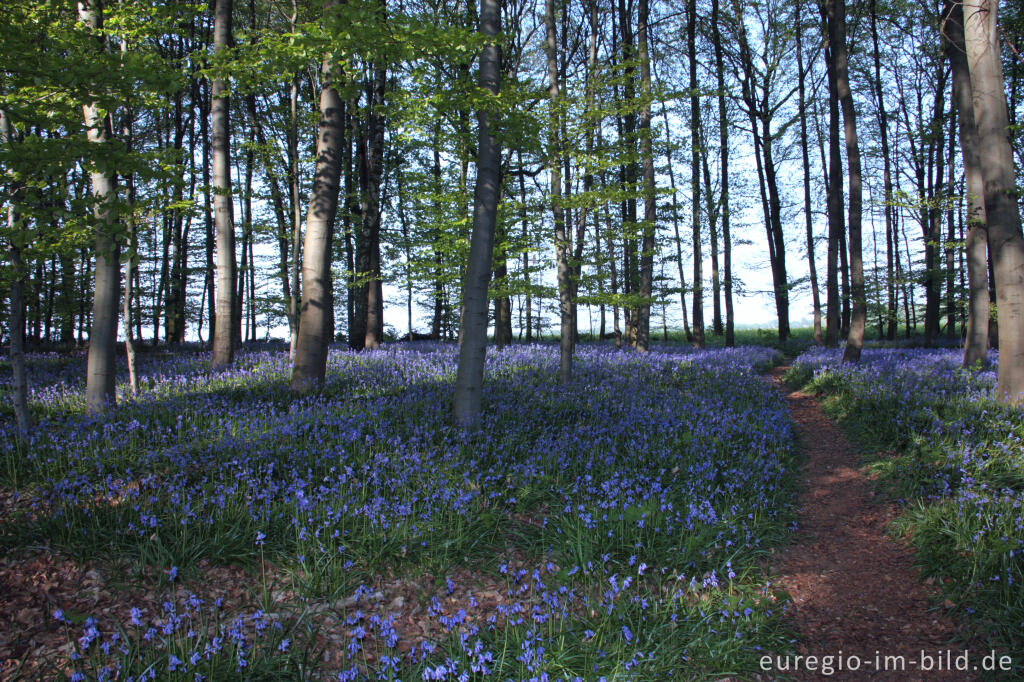  Hasenglöckchen im "Wald der blauen Blumen" bei Hückelhoven-Doveren