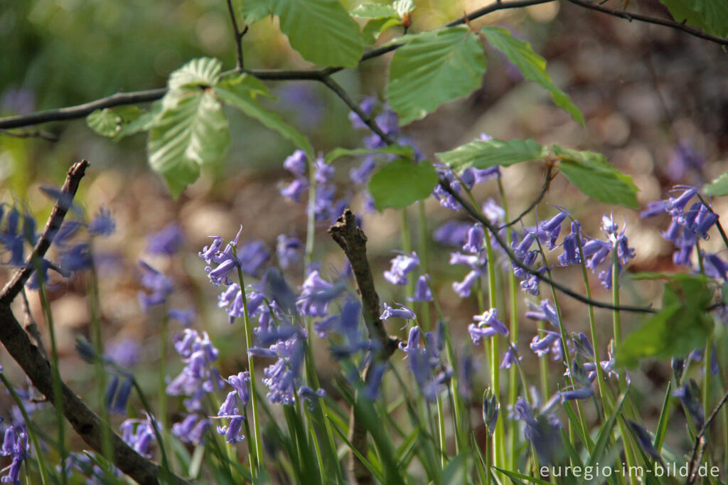 Detailansicht von  Hasenglöckchen im "Wald der blauen Blumen" bei Hückelhoven-Doveren