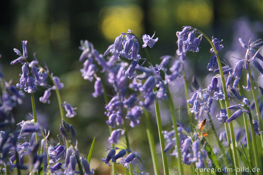 Detailansicht von  Hasenglöckchen im "Wald der blauen Blumen" bei Hückelhoven-Doveren