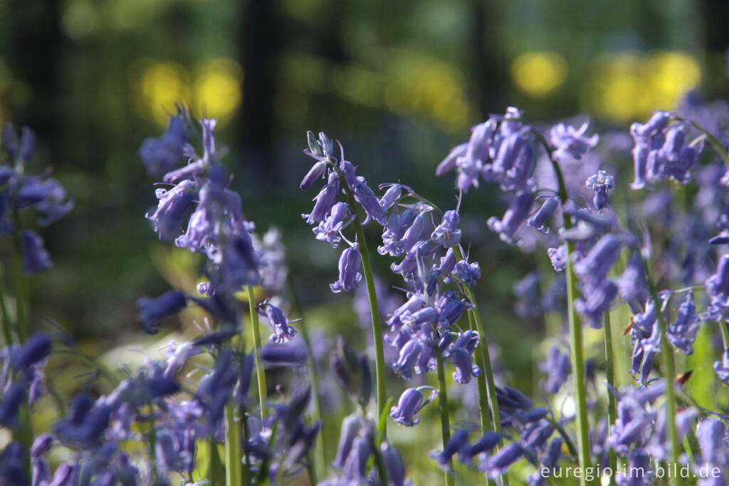  Hasenglöckchen im "Wald der blauen Blumen" bei Hückelhoven-Doveren