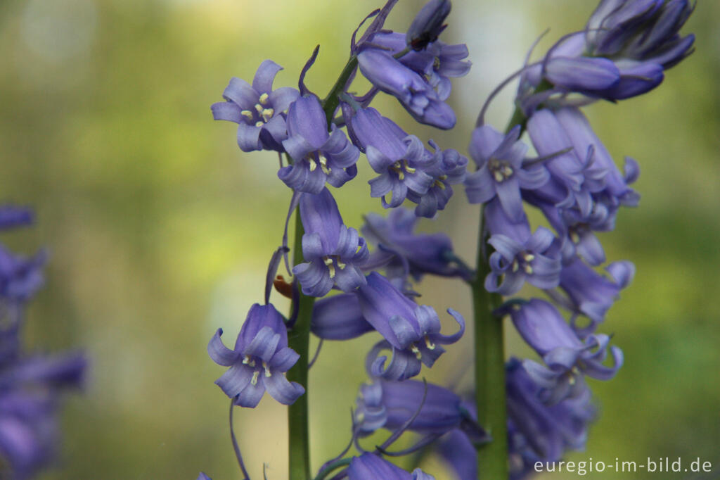 Detailansicht von  Hasenglöckchen im "Wald der blauen Blumen" bei Hückelhoven-Doveren