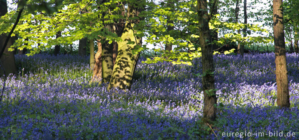  Hasenglöckchen im "Wald der blauen Blumen" bei Hückelhoven-Doveren