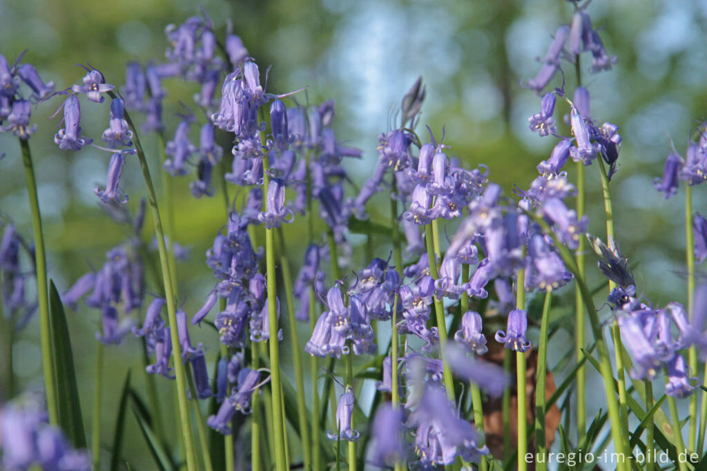 Detailansicht von  Hasenglöckchen im "Wald der blauen Blumen" bei Hückelhoven-Doveren