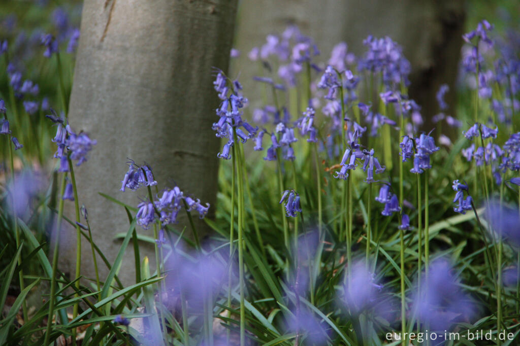 Detailansicht von  Hasenglöckchen im "Wald der blauen Blumen" bei Hückelhoven-Doveren